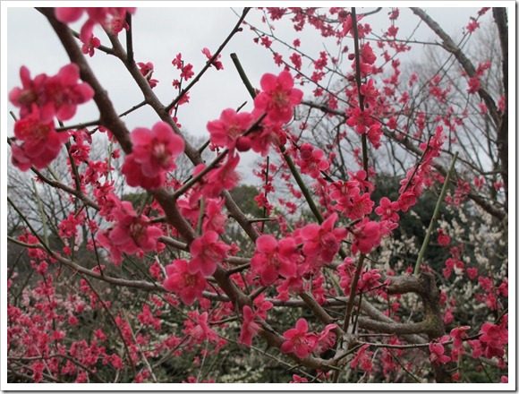 2012年京阪之旅Day 2_Pic27