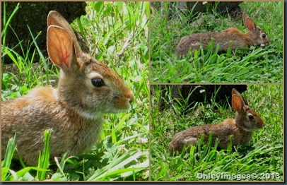 bunny collage bunny collage