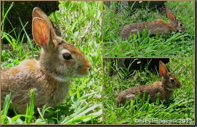 bunny collage