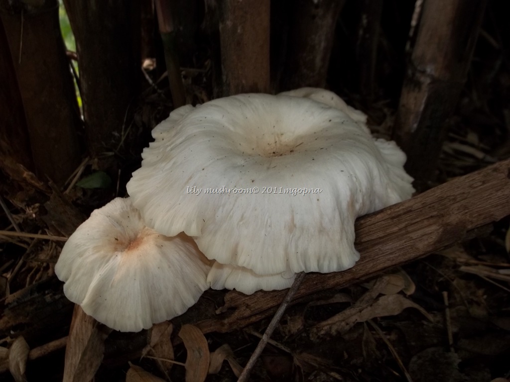 [23-9-mushroom-310.jpg]