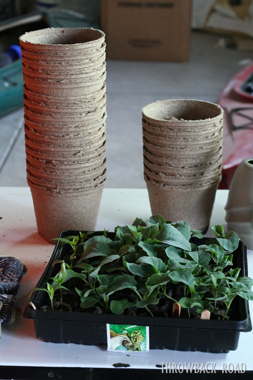 [transplanting-seedlings-0105.jpg]