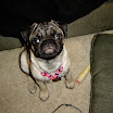 Pugs-2005-03-27_20-02-15.JPG