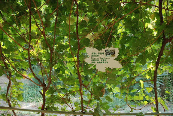 Turfan - Putagou Cabernet