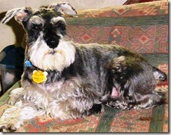 Sir Samuel of Saranac