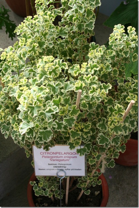 Citronpelargon Citronpelargon