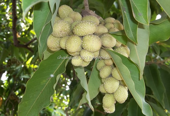 champa fruit 5 champa fruit 5