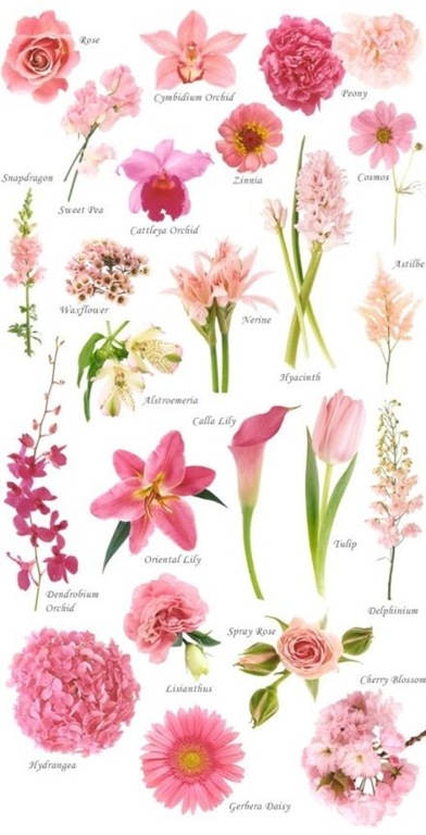 [Know%2520Your%2520Flowers%25206%255B4%255D.jpg]
