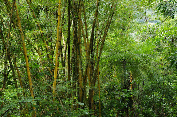 Bosquet de bambous. Caçandoca (Ubatuba, SP). 12 février 2012. Photo : J.-M. Gayman