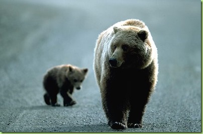 grizzly-bear-with-little-cub_5279