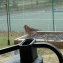 House Finch
