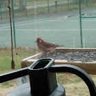 House Finch