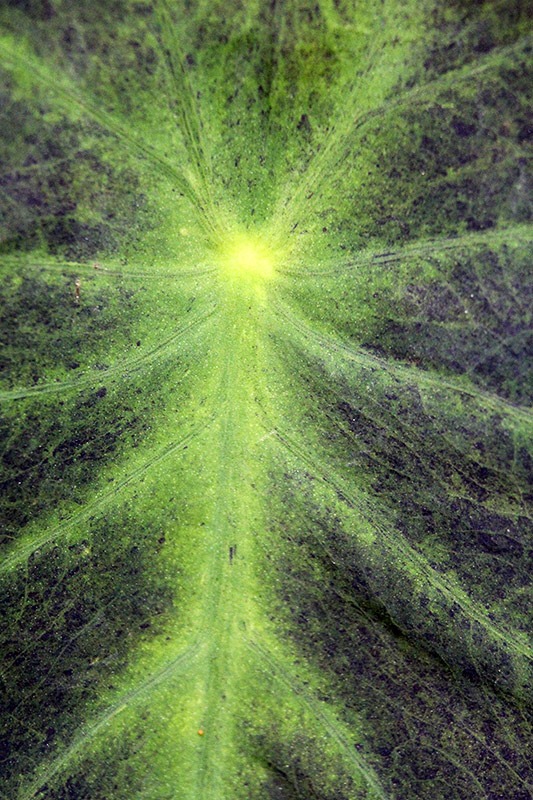 [110603_colocasia_illustris%255B3%255D.jpg]