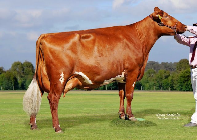 Glenbrook Begonia__5x7.jpg