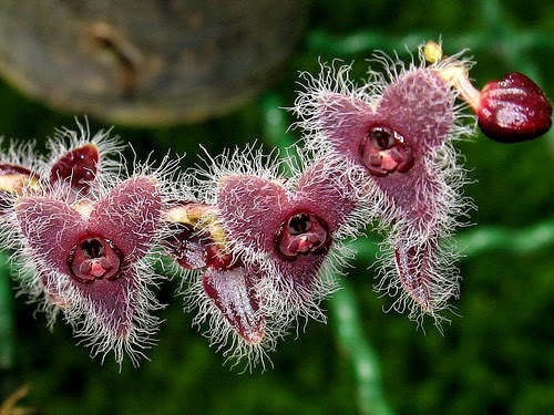 [OR%2520Stelis%2520ciliaris%255B4%255D.jpg]