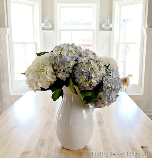 hydrangeas in pitcher