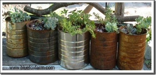 Tin can planters. 1