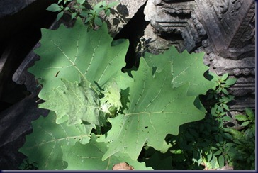 IMG_2222 IMG_2222