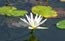 [flower-lotus-flower-65x41%255B3%255D.jpg]