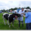 Cattle 013.jpg
