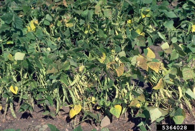 Bronzing or ozone damage to the dry bean canopy in the field. Howard F. Schwartz / Colorado State University