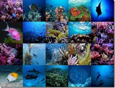 vida-marinha-dia-mundial-dos-oceanos