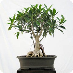 ficus bonsai ficus bonsai