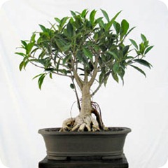 ficus bonsai