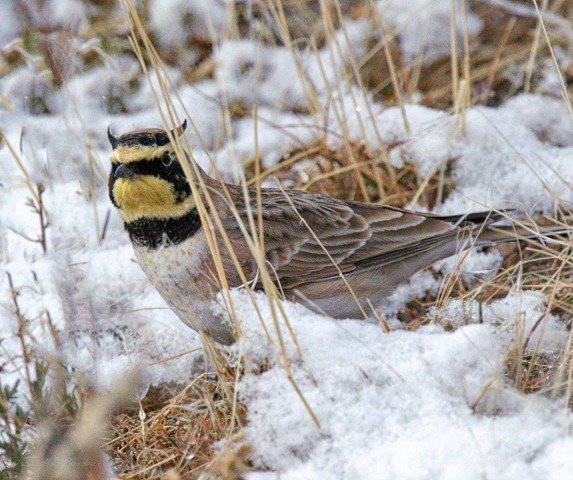[-%2520Horned%2520Lark_ROT8483%2520February%252019%252C%25202012%2520NIKON%2520D3S%255B3%255D.jpg]