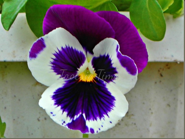 BeFunky_027.jpg BeFunky_027.jpg