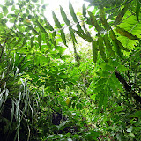 Lush Rainforest - Roseau, Dominica