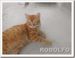 Rodolfo
