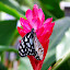 Papillon tacheté