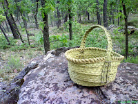 Malojal o Rebollar, bosque de Quercus Pyrenaica