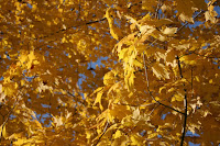 Yellow trees