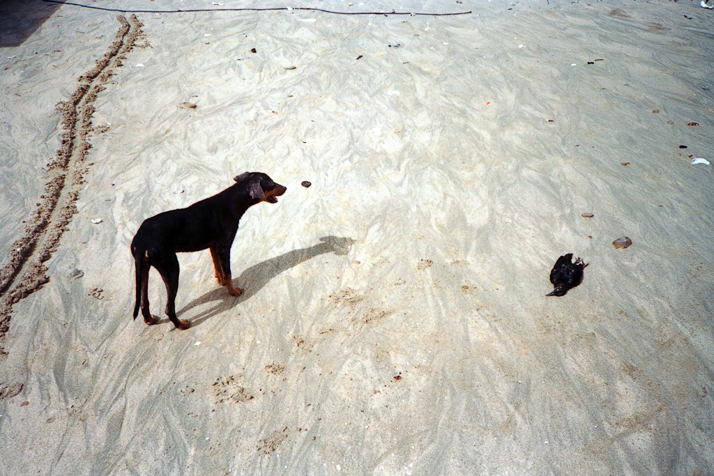 [XA_Superia400_Perlas0117%255B5%255D.jpg]