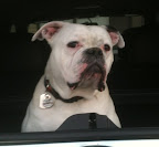 Wilson on his rescue ride from shelter to new home!