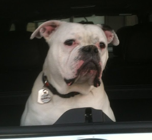 Wilson on his rescue ride from shelter to new home!