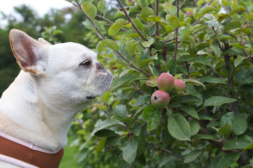 Francesca, do you see the size of these apples?  Something isn't quite right.