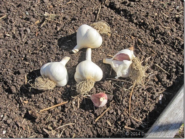 Garlic Planting 2014 : Dave's Square Foot Garden