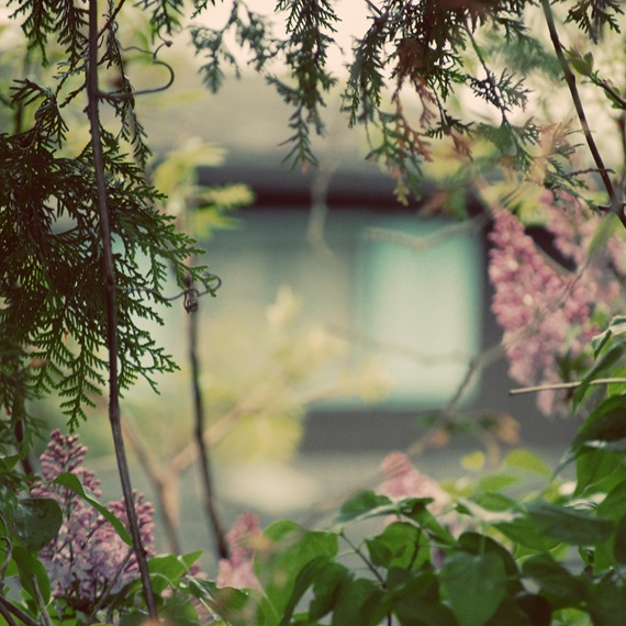 [CottageWindowThroughLilacTree2.jpg]