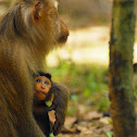 Long-tailed Macaque