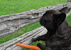 Easy does it, Sasa!  Let's be sure that you chomp only the carrot, leaving my little paws intact!