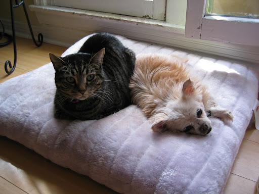The 3-legged Ms. Olive seems to appreciate Pickles display of trust and affection!