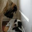 puppen 6 weken 015.jpg