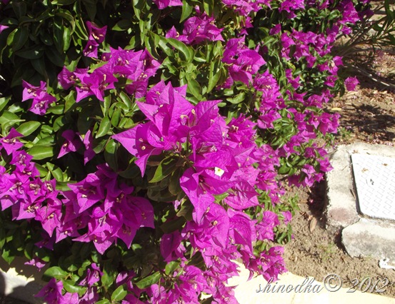 DSCF4117 DSCF4117