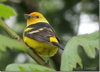 Western Tanager