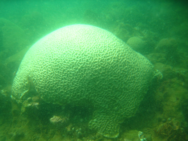 A bleached boulder brain colony in the Tres Palmas Marine Reserve, 17 October 2010. rinconsurfrider.blogspot.com