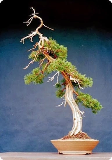 juniper chinesis