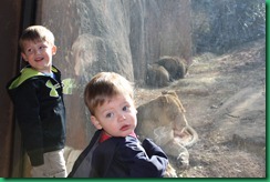 boys lion boys lion