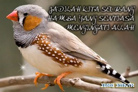 Kata-Kata-Hikmah Kata-Kata-Hikmah